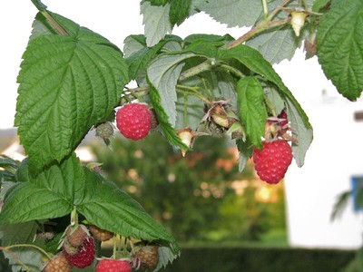 Rezept Himbeertrüffel Himbeertrüffel Rezept
