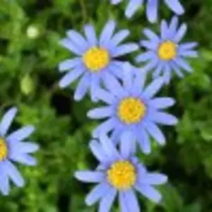 ju_lia