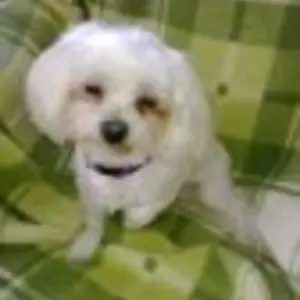 Melanie_Bg