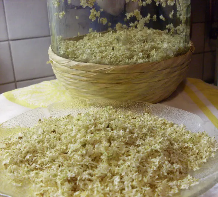 Holunderblüten - Likör