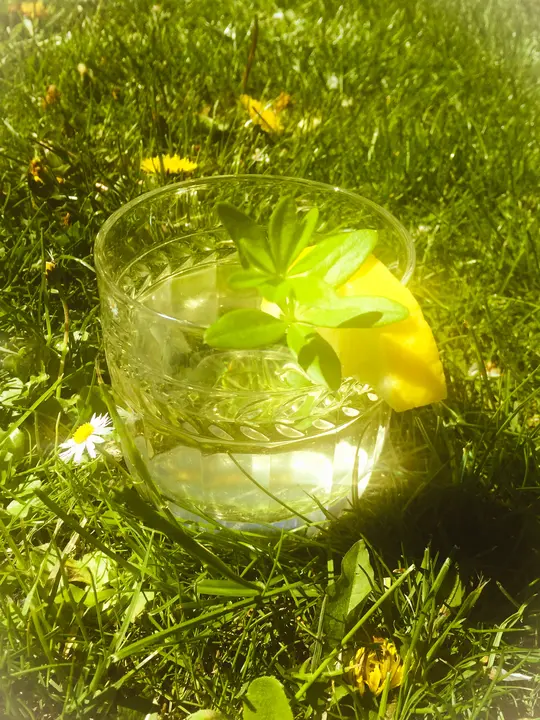 Maibowle (Waldmeister)