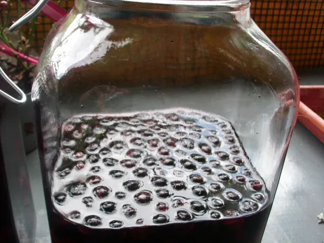 Aronia - Schnaps