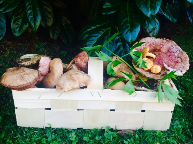 Geröstete Schwammerl oder Steinpilze 